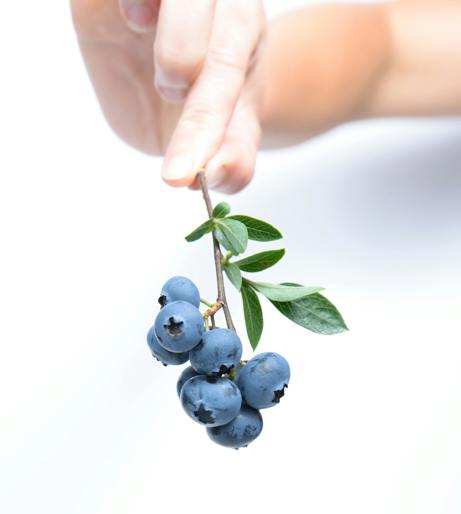Low-Diet Overview
