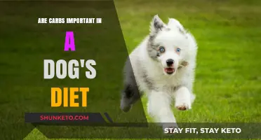 Carbs in Dog Food: Friend or Foe?