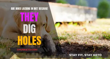 Dogs Digging Holes: Is It Due to Diet Deficiency?
