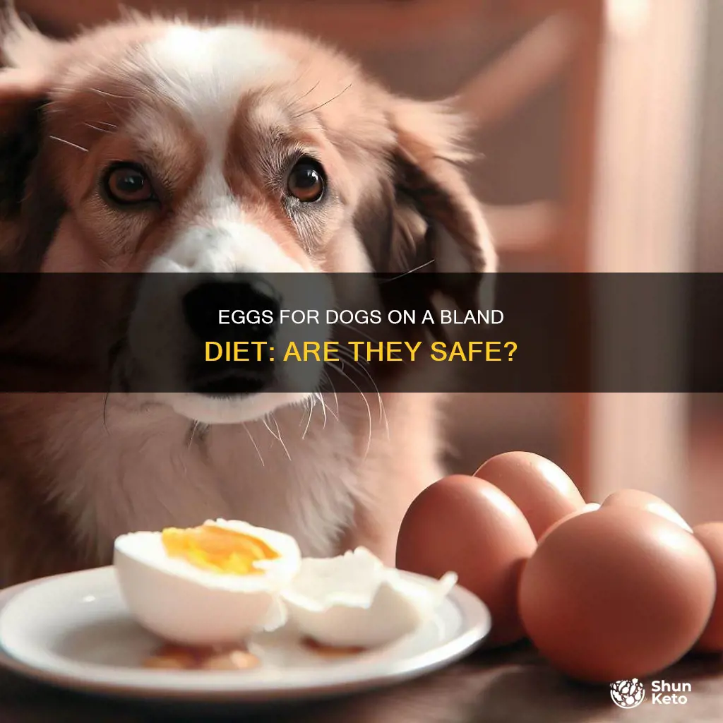 are eggs ok for dogs on bland diet