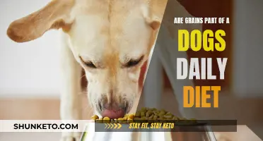 Grain in Dog Food: Essential or Unnecessary?
