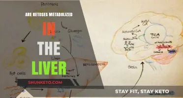 Ketoses Metabolism: How the Liver Processes These Sugars