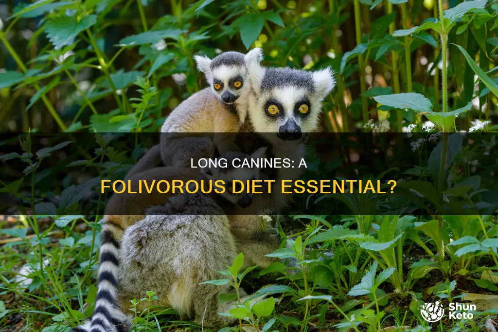 are long canines for folivorois diet