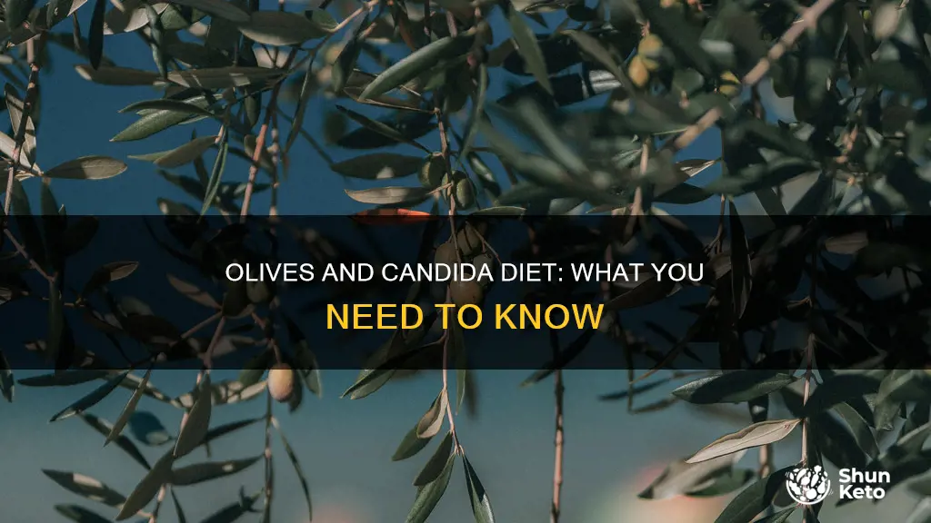 are olives ok on candida diet