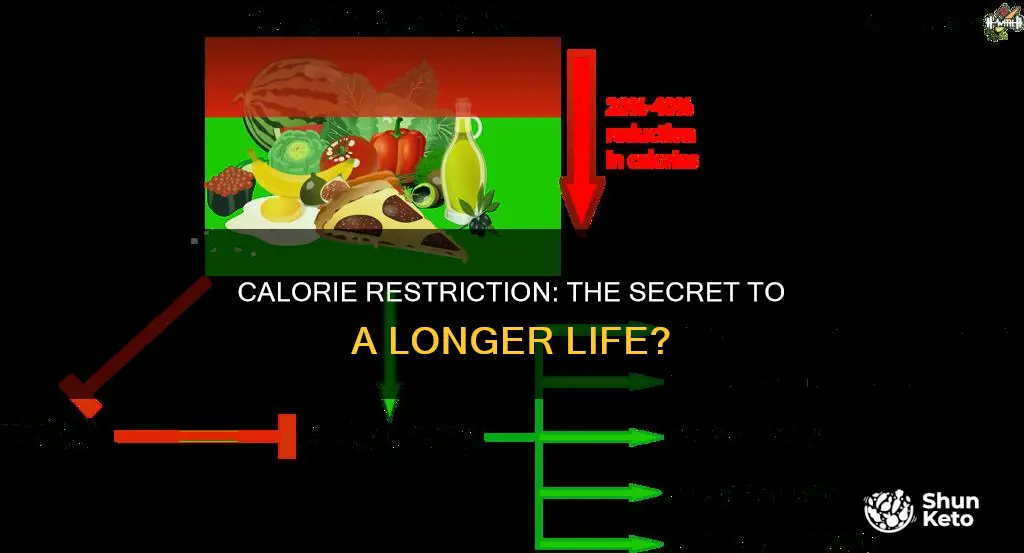 are people on calorie restructed diets living longer