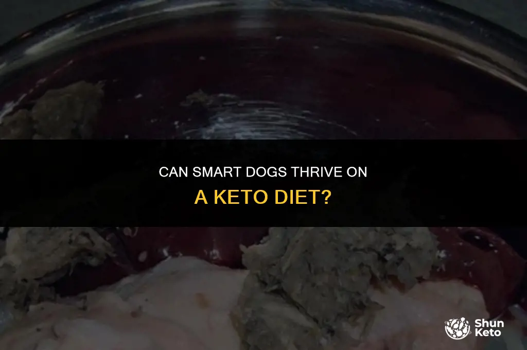 are smart dogs keto friendly