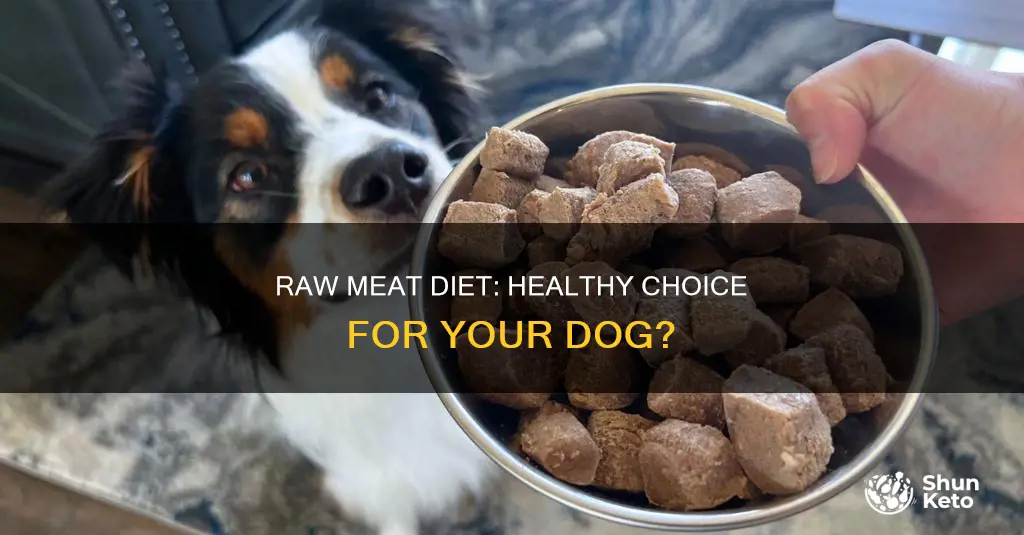 are there benefits to feeding your dog raw meat diet