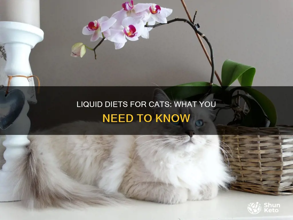 are there liquid diets for cats