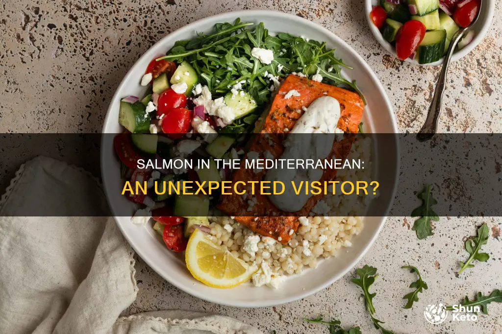 are there salmon in the mediterranean