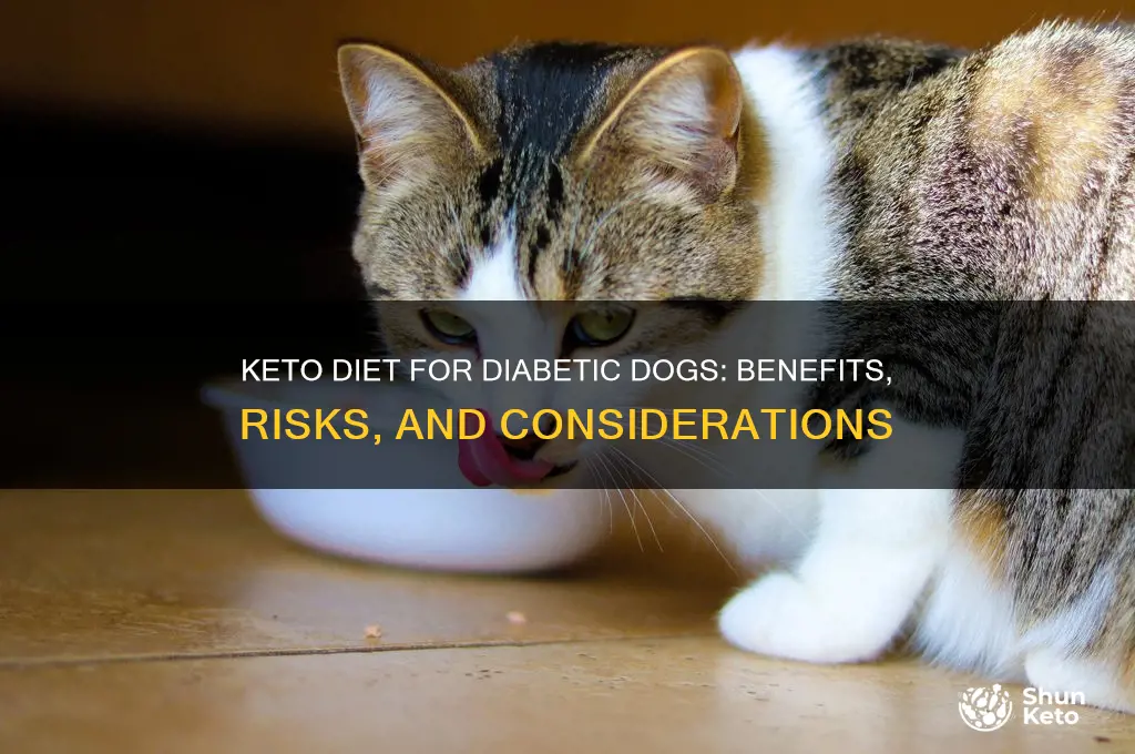can a keto diet help a diabetic dog