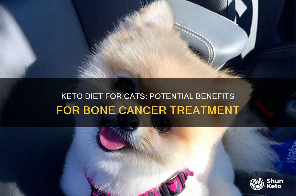 can a keto diet help my cat with bone cancer
