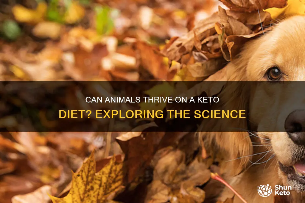 can animals be keto