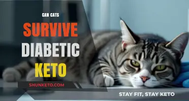 Can Cats Survive Diabetic Ketoacidosis? Understanding Feline Diabetes Risks