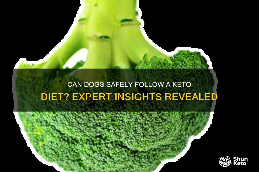 can dogs do keto