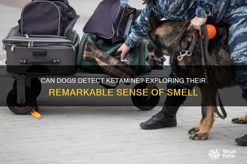 can dogs smell ket