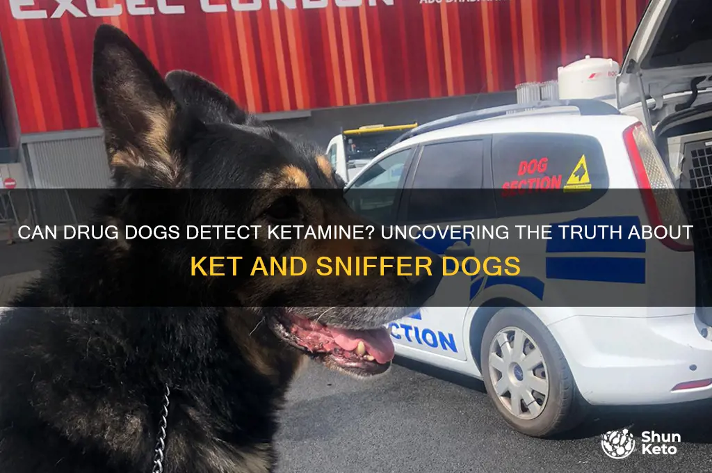 can drug dogs smell ket