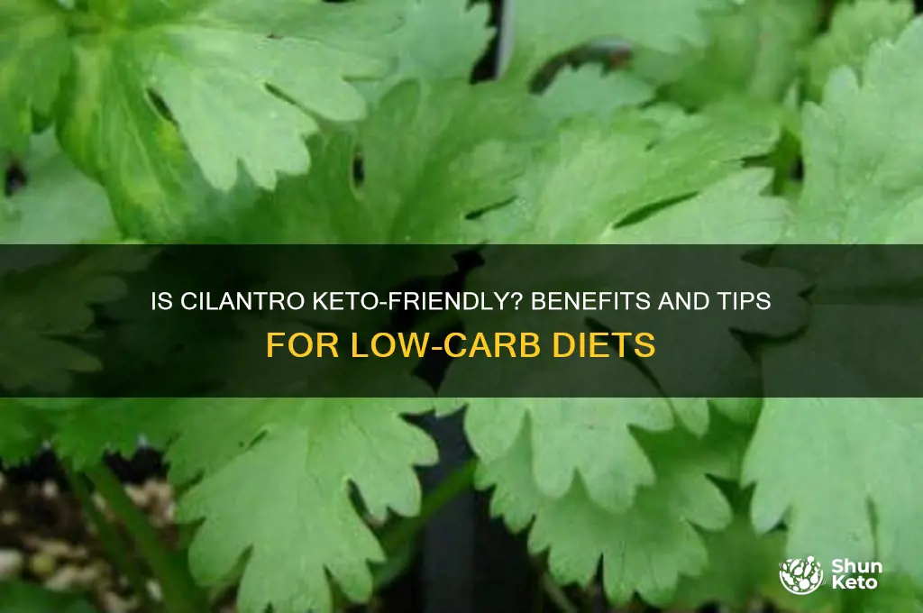 can i have cilantro on keto diet