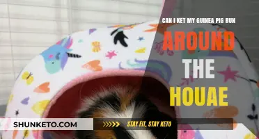 Letting Your Guinea Pig Roam: House-Proofing Tips for Safe Exploration