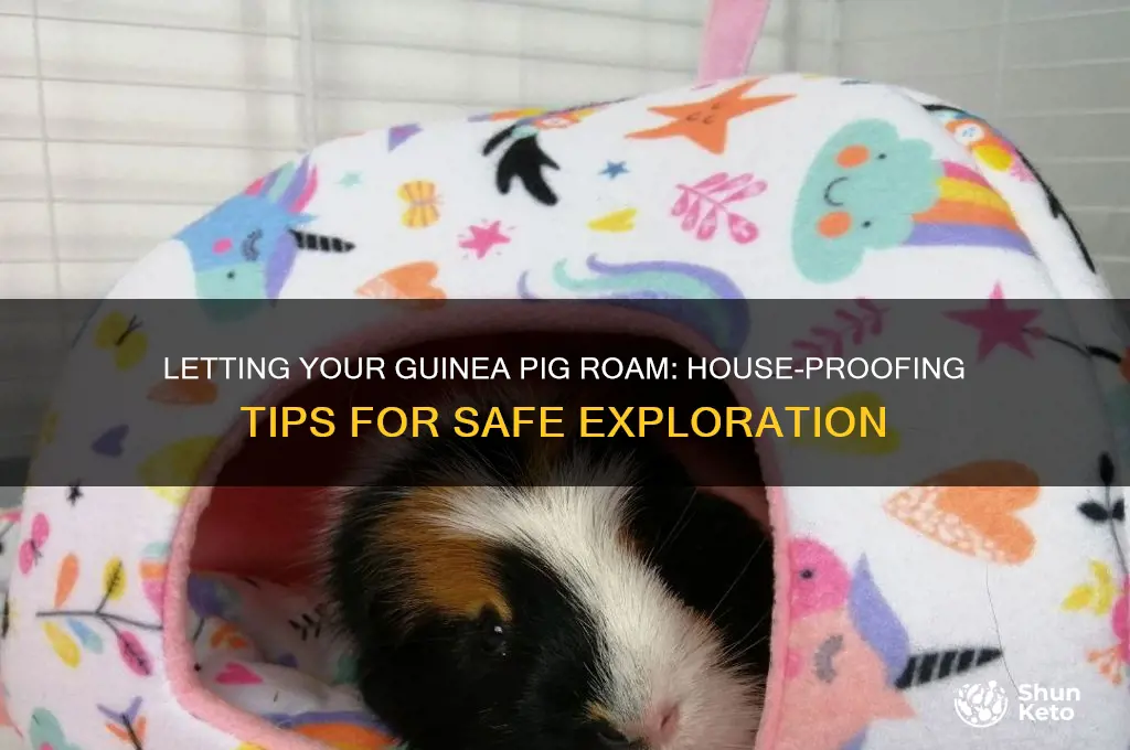 can i ket my guinea pig run around the houae