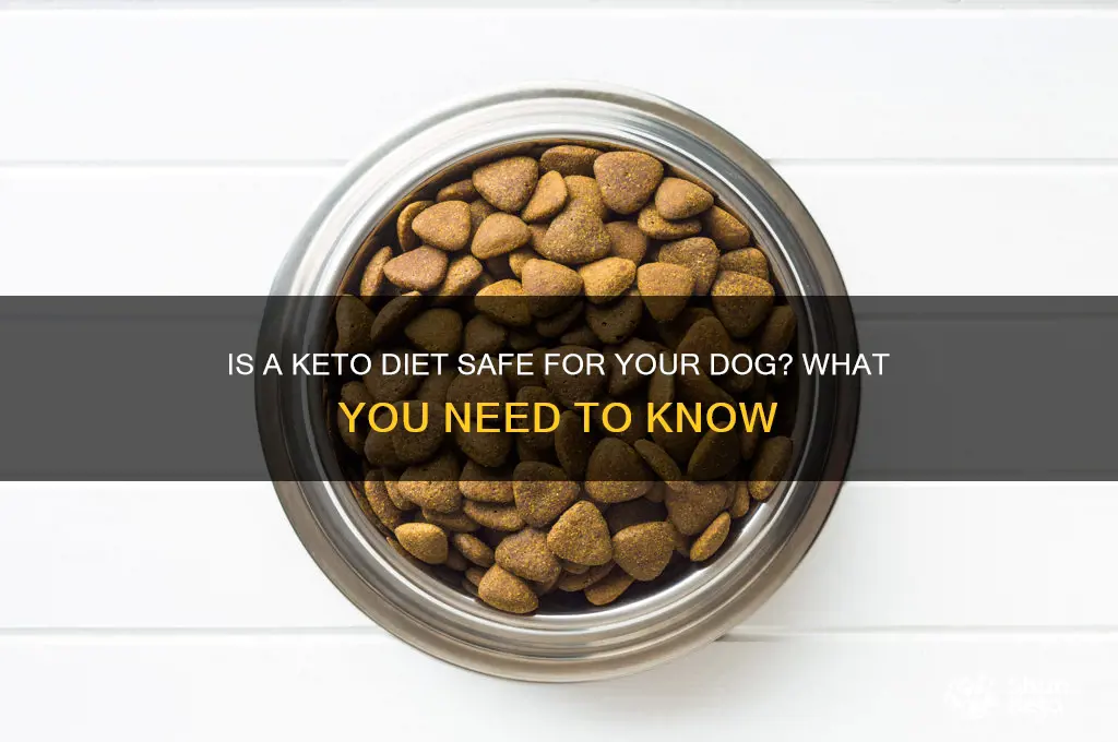 can i put my dog on keto diet