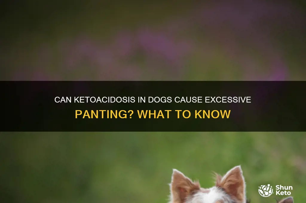 can keto acidosis in dogs cause panting