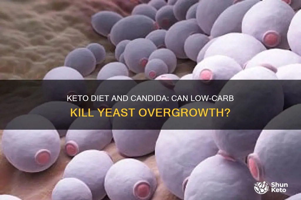 can keto diet kill candida