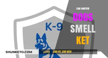 Can Sniffer Dogs Detect Ketamine? Exploring Their Olfactory Abilities