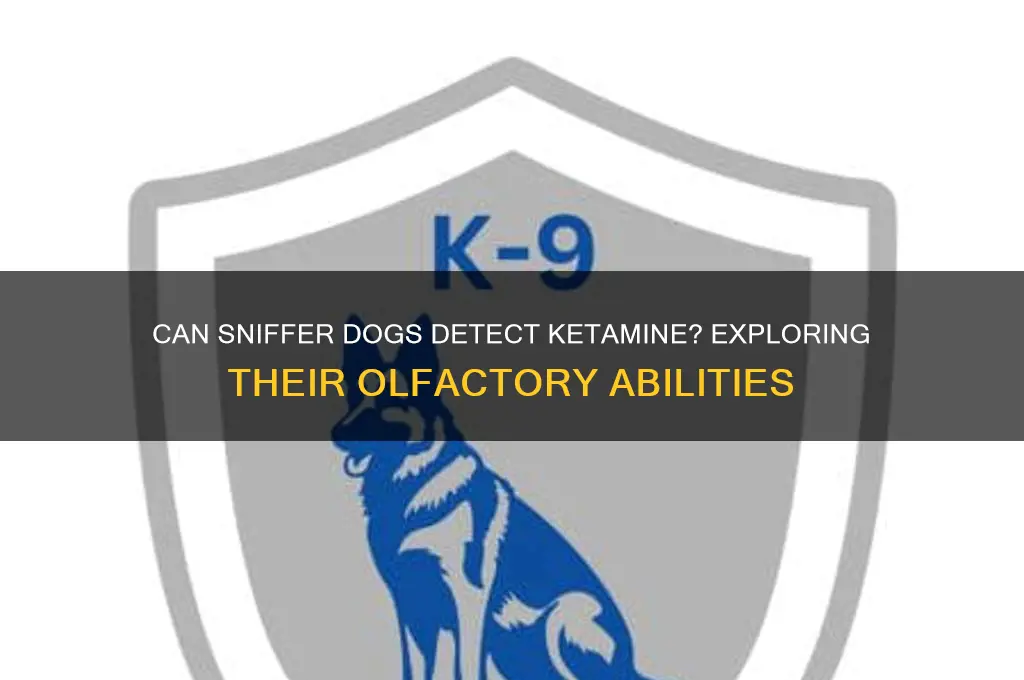 can sniffer dogs smell ket