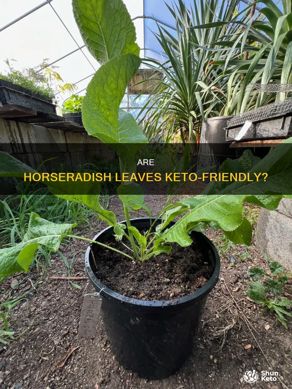 can you eat horseradish leaves keto