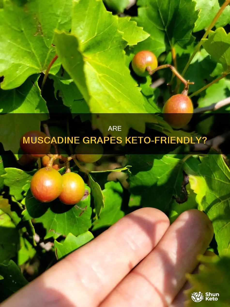 can you eat muscadine grapes on keto diet