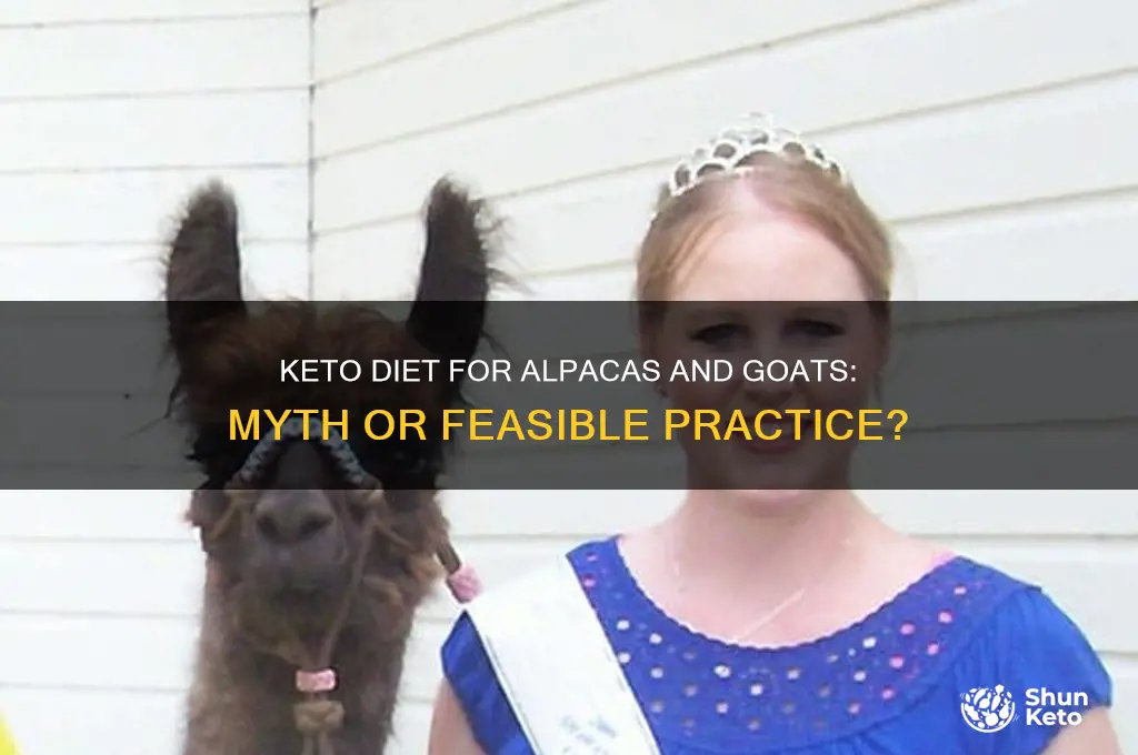 can you keto an alpaca with a goat