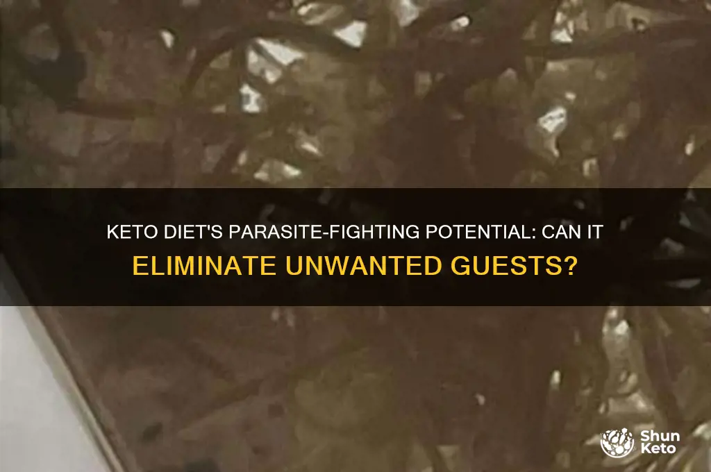 can you kill parasites with keto diet