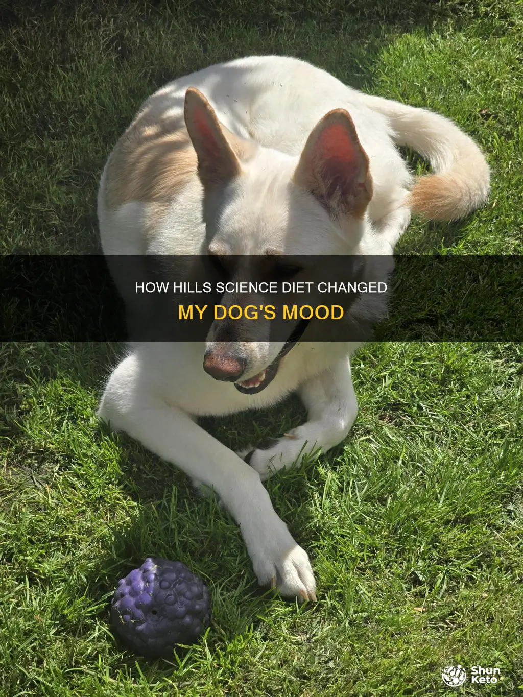 did hills a ience diet change thwie dog dood
