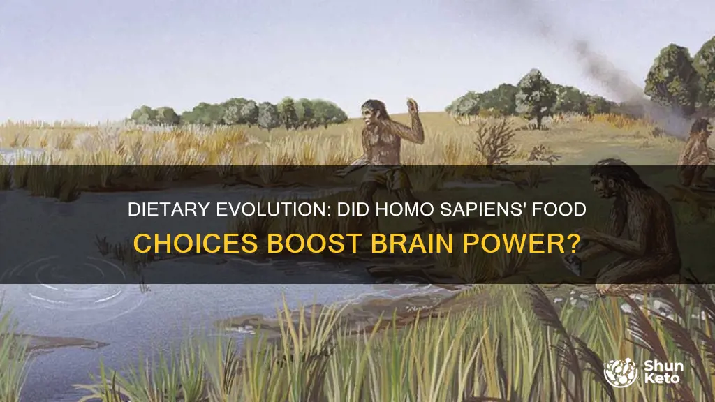 did homo sapiens diet increase their brain size