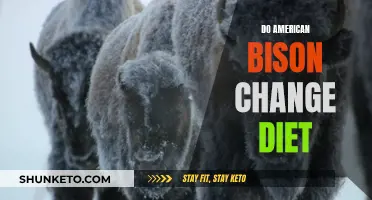 American Bison Diet: What and When They Eat