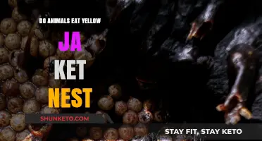 Yellow Jacket Nest: A Tasty Treat for Animals?