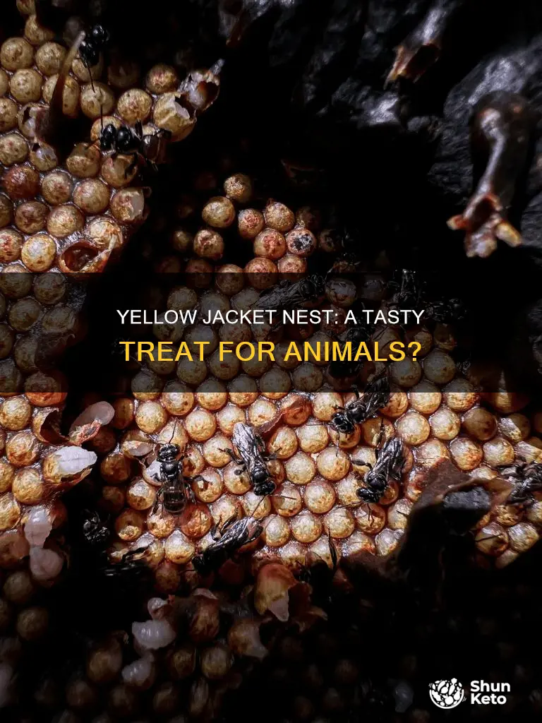 do animals eat yellow ja ket nest