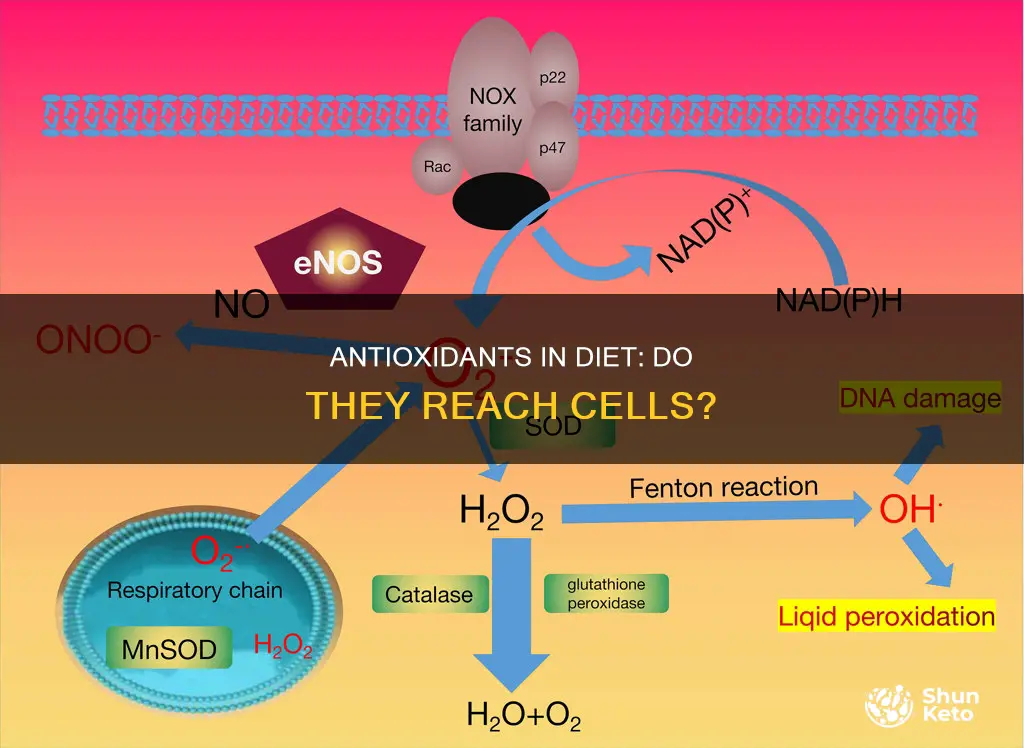 do antioxidents in diet make it to the cells