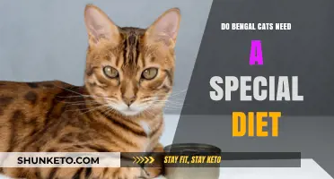 Bengal Cats: What's the Best Diet?