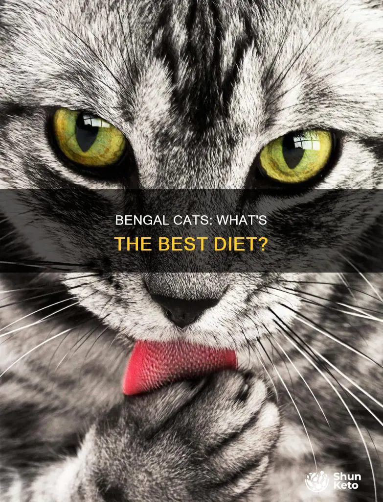 do bengal cats need a special diet