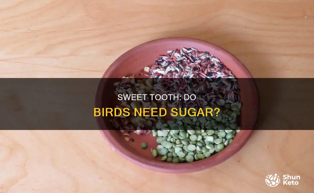 do birds need sugar in their diet