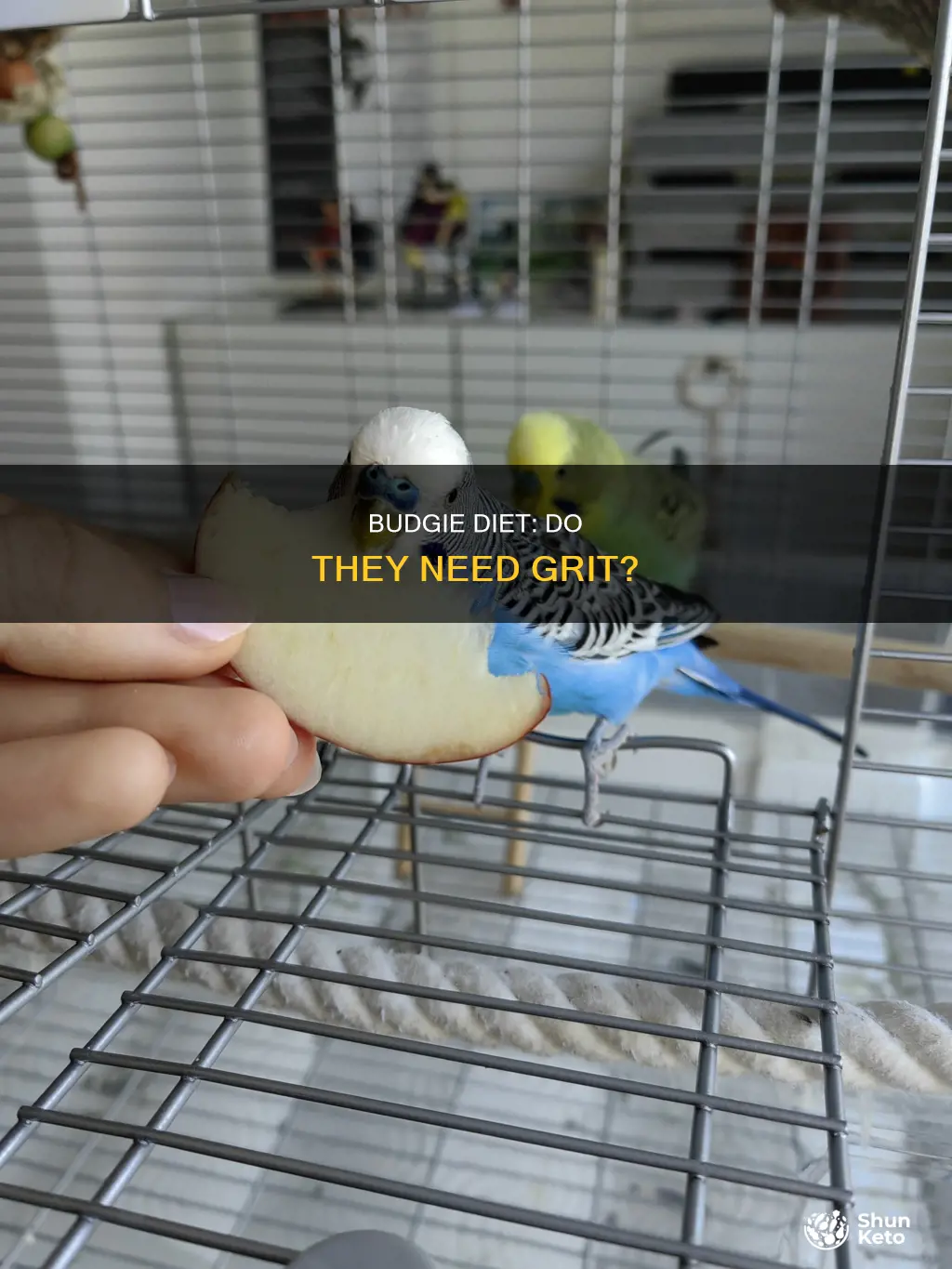 do budgies need grit in their diet