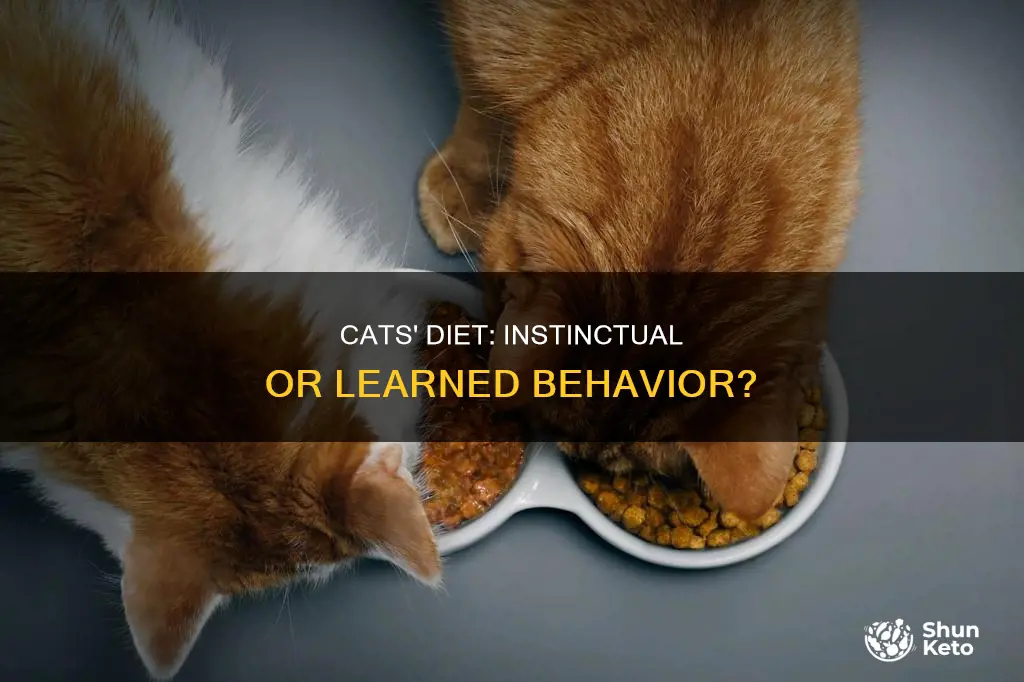 do cats know when to go on a diet