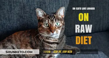 Raw Diet: Can It Extend Your Cat's Life?