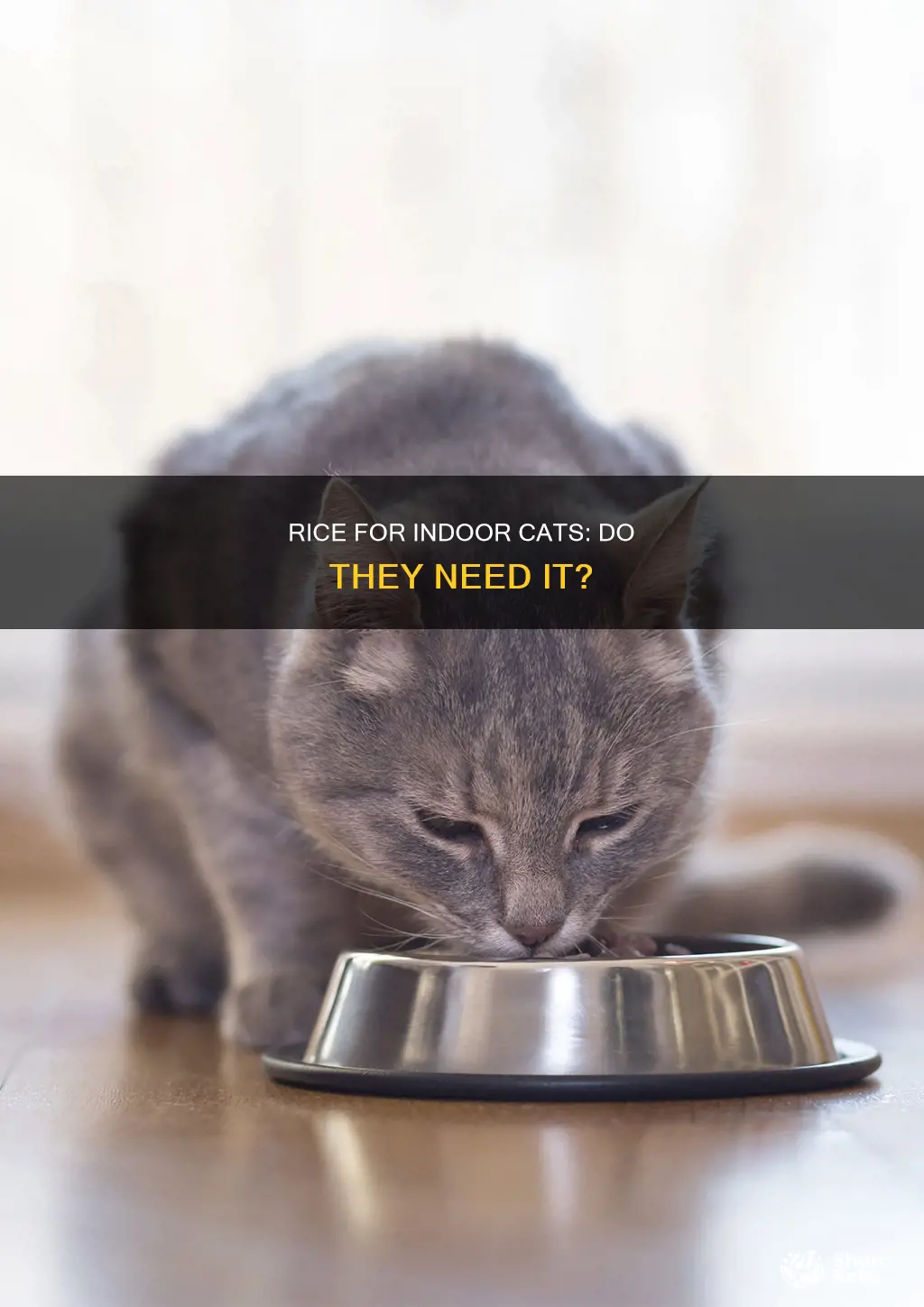 do cats need rice in their diet friskees indoor
