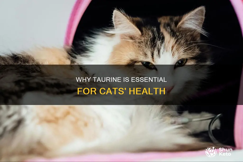do cats need taurine in their diet