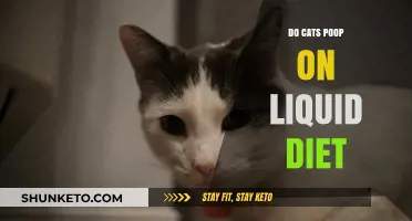 Liquid Diets: Do Cats Still Defecate?