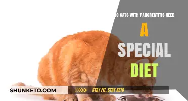 Pancreatitis in Cats: What Diet Should You Follow?