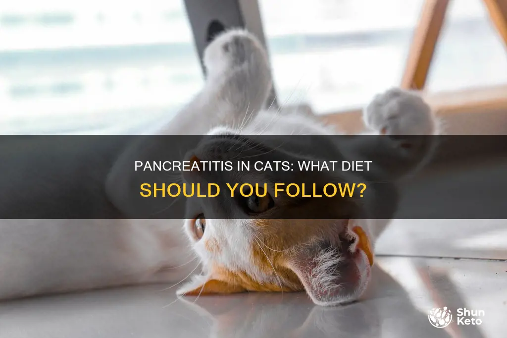 do cats with pancreatitis need a special diet