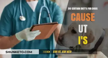 Dog Diets: UTIs and What to Feed Your Pet